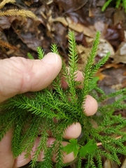 Dendrolycopodium dendroideum