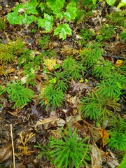 Dendrolycopodium dendroideum