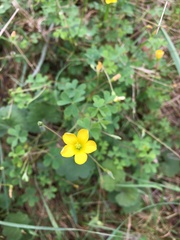 Oxalis perennans