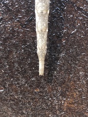 Diapheromeridae