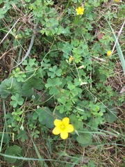 Oxalis perennans