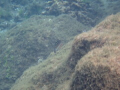 Halichoeres notospilus