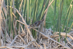 Phleocryptes melanops