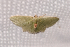 Hemithea tritonaria