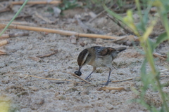 Phleocryptes melanops