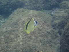 Johnrandallia nigrirostris