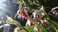 Phaius