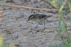 Phleocryptes melanops