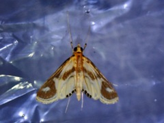 Eoophyla