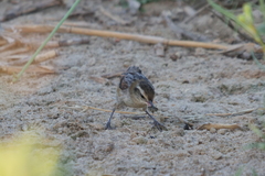 Phleocryptes melanops