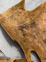 Macrodiplosis majalis