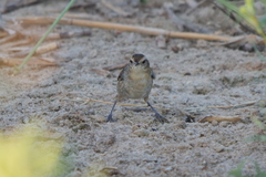 Phleocryptes melanops