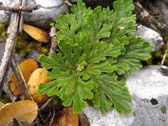 Selaginella novoleonensis