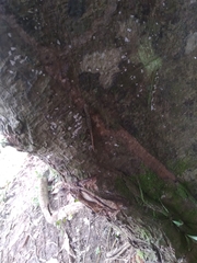 Gonatodes albogularis