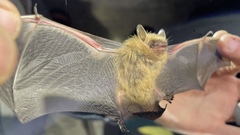 Perimyotis subflavus