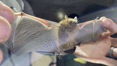 Perimyotis subflavus