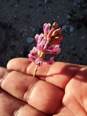 Astragalus magdalenae
