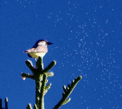 Pitangus sulphuratus