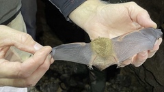 Perimyotis subflavus