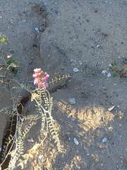 Astragalus magdalenae
