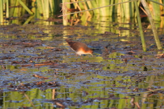 Laterallus melanophaius