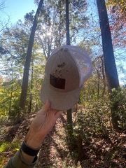 Trichonephila clavipes