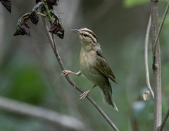 Helmitheros vermivorum