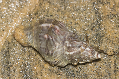 Roperia poulsoni