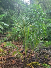 Dypsis lutescens