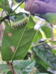 Cyclosia latipennis