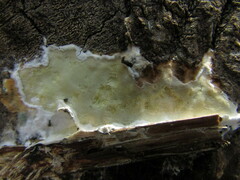 Gloeoporus pannocinctus