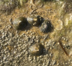 Siphonaria naufragum