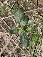 Alternanthera pungens