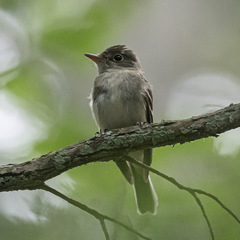Empidonax virescens