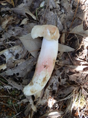 Russula flavisiccans