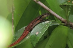 Saproscincus basiliscus