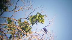 Pachyramphus surinamus