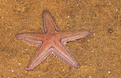 Astropecten armatus