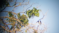 Pachyramphus surinamus