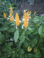 Pachystachys lutea
