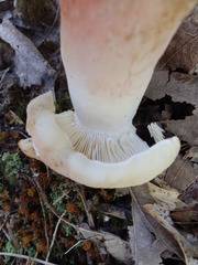 Russula flavisiccans