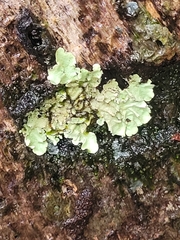 Dermatocarpon luridum