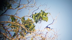 Pachyramphus surinamus