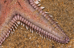 Astropecten armatus