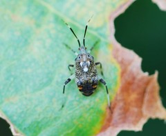 Eurystylus coelestialium