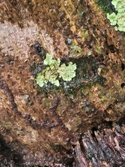 Dermatocarpon luridum