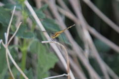 Erythrodiplax nigricans