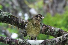 Ailuroedus maculosus