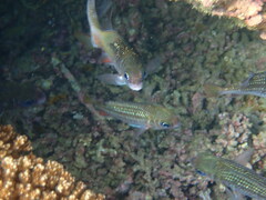 Neoniphon suborbitalis