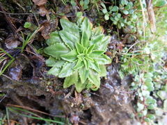 Plantago triandra